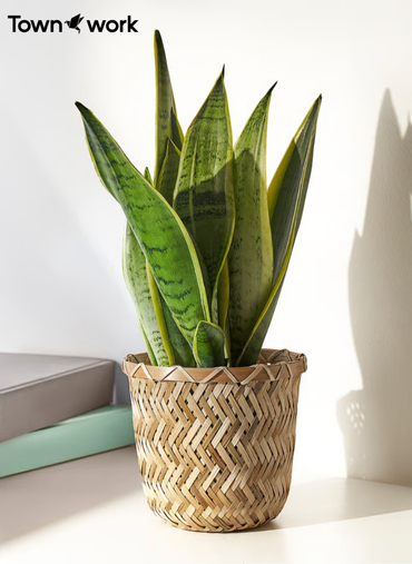 /public/storage/photos/1/Product/1749901285_684d5fe5121f9_Plant pot handmade bamboo.png